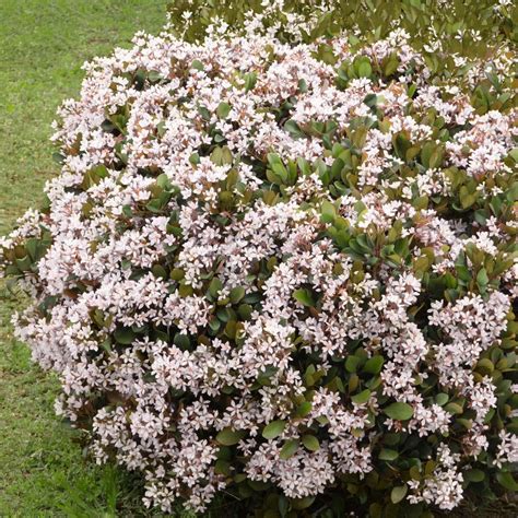 National Plant Network 225 Gal Indian Hawthorn Snow White Flowering