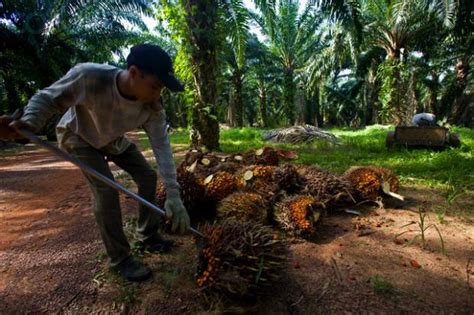 Ada hari naik, ada hari turun dan ada jugak hari dia maintain je. Harga Minyak Sawit Berjaya, Daerah Menuntut Bagi Hasil ...