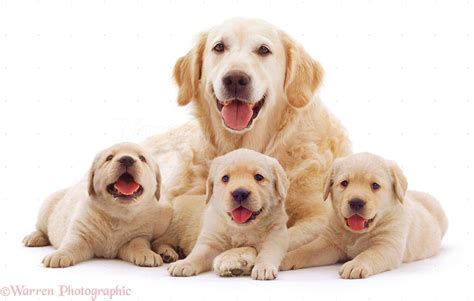 Dogs Retriever Mother And Puppies Photo Wp07697