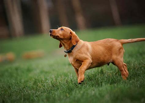 16 Red Dog Breeds That Turn Heads