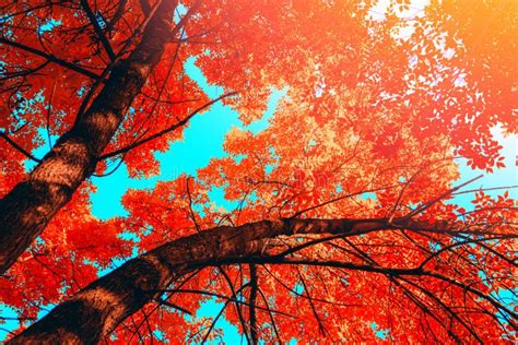 Autumn Trees With Red Leaves Over Blu Sky Stock Photo Image Of Nature