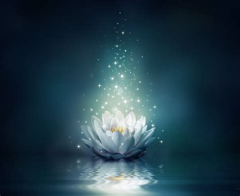 White Lotus Flower Illustration Flower Water Lights Lotus Flower