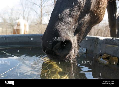 Horse Drinking From A Water Trough Stock Photo Alamy