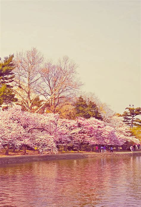 Cherry Blossoms By X11tiggers On Deviantart