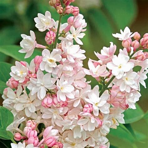 Lilac Beauty Of Moscow The Large Gorgeous White Double Flowers