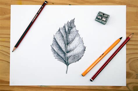 Leaf Drawing Learn How To Draw Different Leaves Art In Context