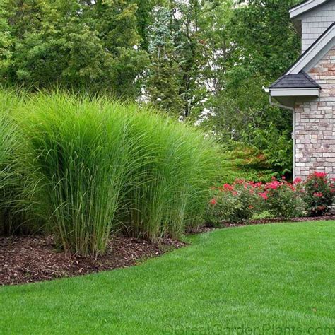 Miscanthus Gracillimus With Images Privacy Landscaping Grasses