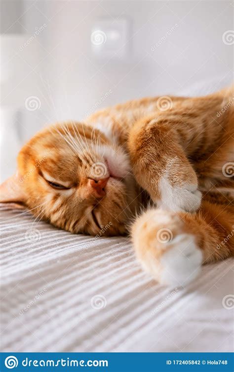 Cute Ginger Cat Laying Down Stock Photo Image Of Blanket