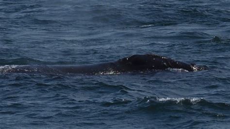 Cruising Alongside A North Pacific Right Whale