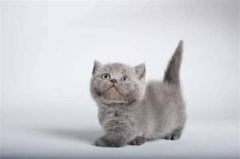 Use the form to the right to find a kitten near you. MUNCHKIN kittens and cats for sale in Caledon, Ontario ...