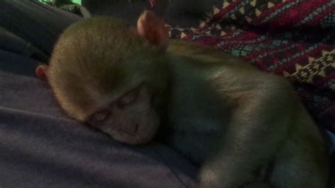 Baby Monkey Sleeping And Happy Youtube
