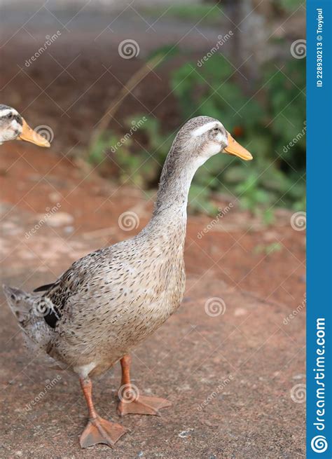 Confused Duck Looking For The Owner Stock Image Image Of Plant Bird