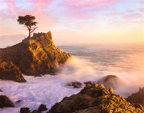 Nautical Decor California Lone Cypress Tree Fine Art Print Monterey