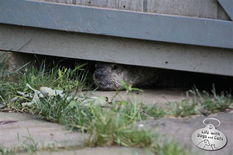 Groundhog under shed - Life with Dogs and Cats : Life with Dogs and Cats