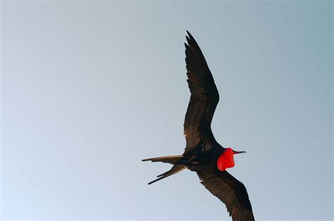 A Male Frigate Bird With Striking Red Pouch Inflated To Attract The