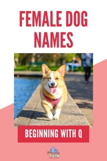 Female Dog Names Beginning With Q
