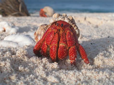 Free Images Beach Sand Ocean Wildlife Food Red Seafood Fauna