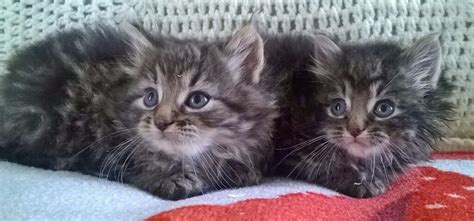 Norwegian Forest Kittens For Sale In Oxford Oxfordshire Gumtree
