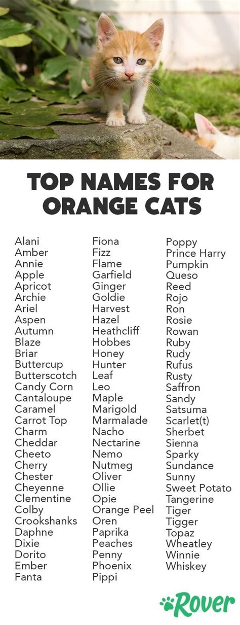 Orange Cats Names Male Funny Cats