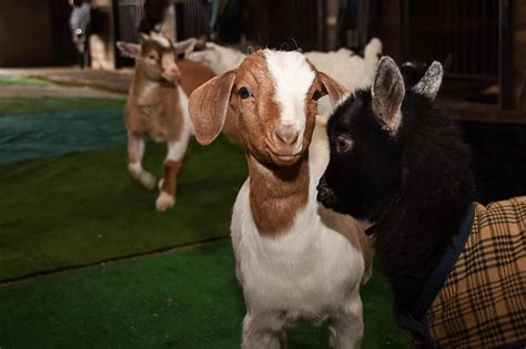Maybe you would like to learn more about one of these? You Can Do Yoga With Goats Now And It's The Cutest Damn Thing