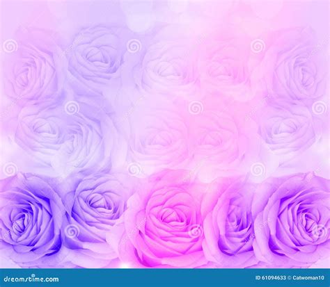 Pink And Purple Natural Roses Background Stock Image Image Of Festive