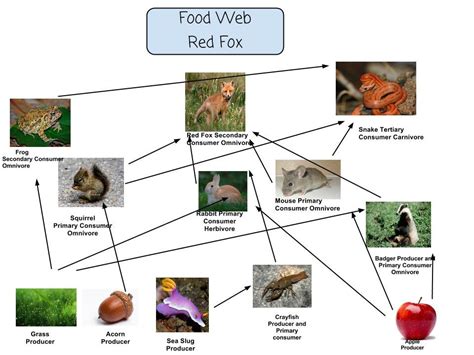 Food Web Red Fox