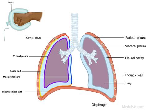Figure 1 From Anatomy Of The Pleura Reflection Lines