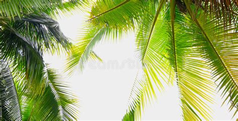 Palm Tree Stock Photo Image Of Coast Coconut Rest 73021988