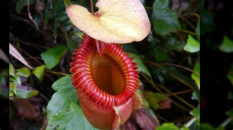 15 Types Of Pitcher Plants And How You Can Take Care Of Them