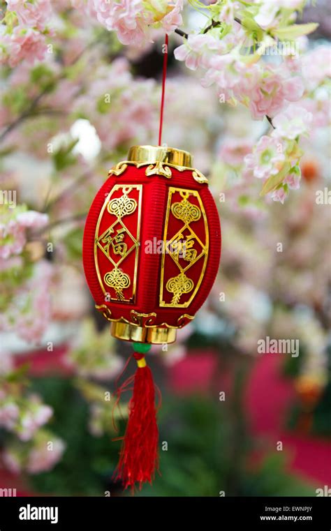 Chinese Lantern Tree Hi Res Stock Photography And Images Alamy