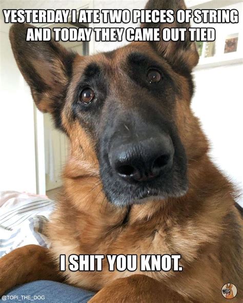 Pin By Rhonda Rogers Kaplan On German Shepherd Memes Funny Animal