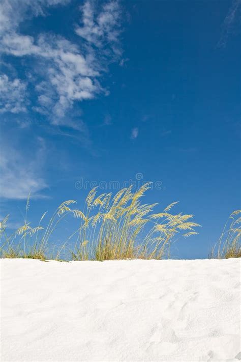 Beach Sand Dune With Grasses And Cane Stock Photo Image Of Resort