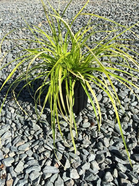 Sedge Everillo 1g Carex Oshimensis ‘everillo Lathams Nursery