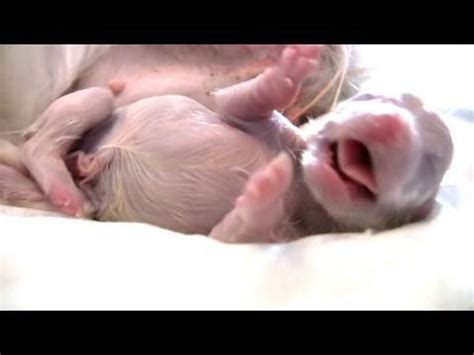 How does the mother keep up with feeding five. Puppy Born Feet First! (Breech Birth) - YouTube