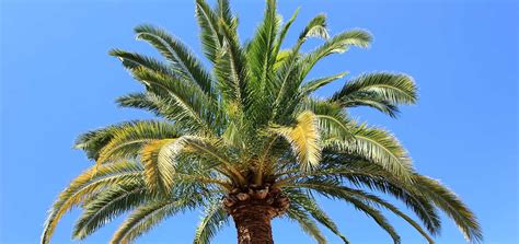 Learn How To Trim A Palm Tree To Make It Stronger And Healthier