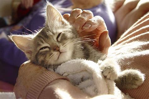 If you want to buy a small animal for your child to hold and cuddle, you may want to consider buying them a. Why Do Cats Like to Sleep on Top of You (With images ...