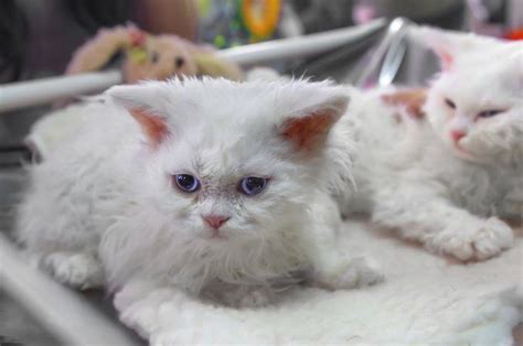 Selkirk Rex Cat Breed Information Pictures Characteristics Facts