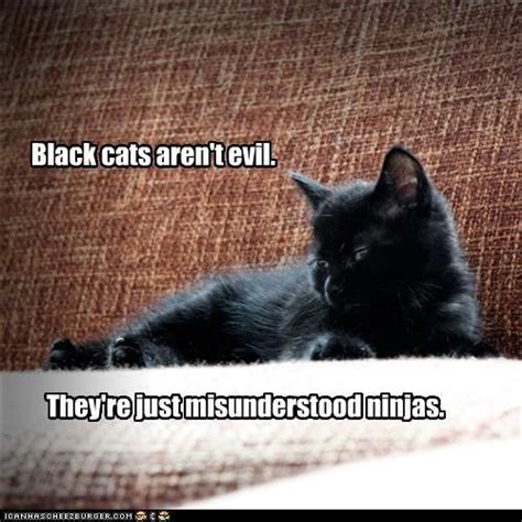Funny Black Cat Memes Quinn Has Ortiz