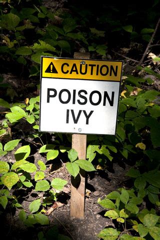 How long does it take for roundup to work on poison ivy. How to Treat Poison Ivy and Poison Oak