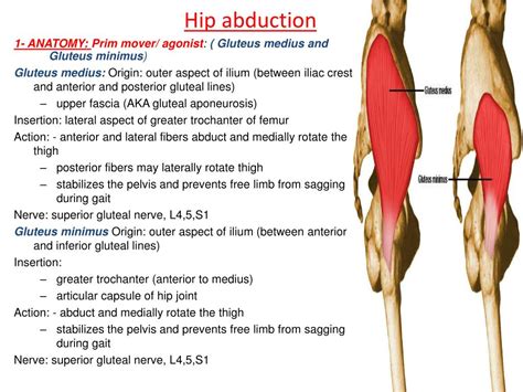Hip Abductor Anatomy