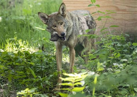 Photos New Red Wolf Habitat Comes To Endangered Wolf Center