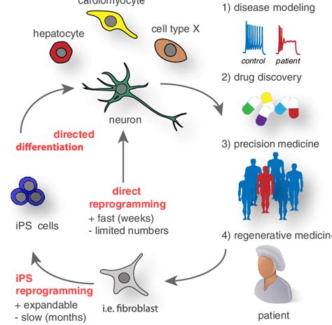 Current Cellular Reprogramming Technologies And Future Biomedical