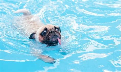 Can Pugs Swim Guide To Swimming With Your Pug Pet Magzine