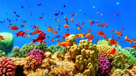 Egypt Red Sea Coral Reefs