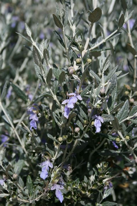 The shrub could be suffering from a severe lack of nutrients or a lack of water. teucrium fruticans - France news collections