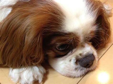 Korean male actors are surely not to be missed. Pin by Dawn Last Name on Dogs | King charles, King charles ...