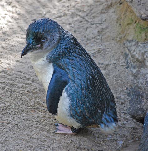 Little Blue Penguin Cswd