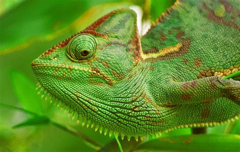 Veiled Chameleon Care Guide Diet Housing Facts Reptile Craze