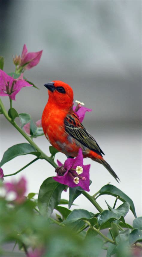 Bird Wallpaper Hd For Mobile : Birds Wallpaper Flying Bird Wallpaper