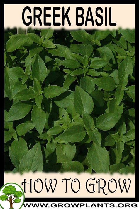 Use an artificial light source to provide additional care. Greek basil - How to grow & care